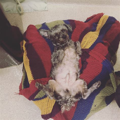 Port st lucie pet grooming for dogs and cats. About Jensen Beach Salty Dog LLC: Port St. Lucie, Stuart ...