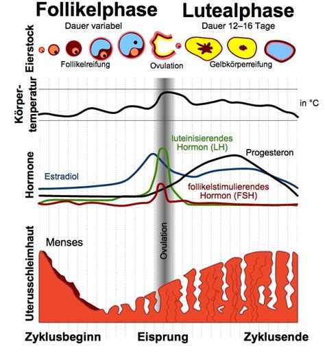 Die befruchtete eizelle nistet sich etwa eine woche, bevor sie ihre nächste periode erwarten , in der gebärmutter ein. Menstruationszyklus, Verspätung, Schwangerschaft ...