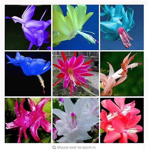 Yes, the christmas cactus schlumbergera spp has seeds. Amazon.com : fino shop MIX 24 Colors Available Rare ...