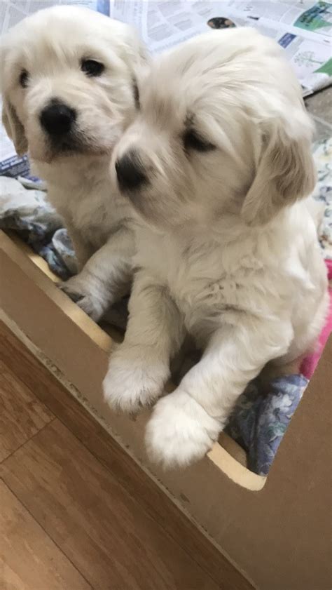 We hope you'll enjoy perusing our website and learning a little more about us and our wonderful akc golden retrievers! Golden Retriever Puppies For Sale | Levittown, NY #298359