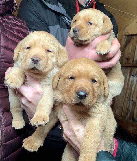 Accustomed to a greater number of noises, household objects, and other stimuli found in a typical household. Labrador Retriever Puppies For Sale | Phoenix, AZ #331726