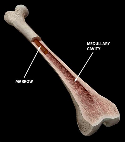 Bones protect the various organs of the body, produce red and white blood cells, store minerals. Long Bone Diagram Yellow Marrow / The Four Types Of Bone ...