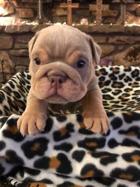 Shrink a bulls mini bulldogs. Fully Suited Lilac Tri "Champagne Boy" - Planet Merle ...