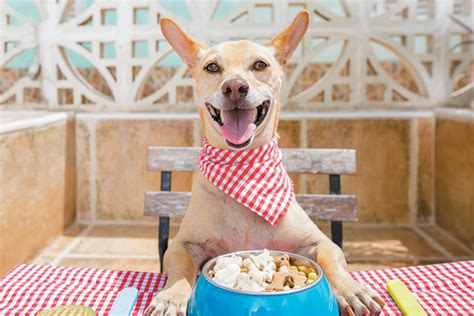 If you think about another dog food let us know and we will look at it as there are many other dog food. Let's Talk Dog Nutrition — 6 Essential Nutrients Dogs Need ...