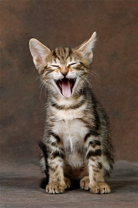 But actually, tabby cat is not a breed; Sokoke Cat Info, Temperament, Care, Training, Pictures