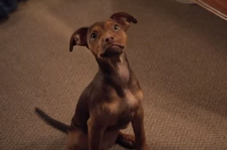 A good dog movie with its heart in the right place, just like any nameless canine regardless of its what makes a dog movie good? 2019 Movies: A Dog's Way Home (Trailer Song)