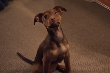 If you love canines (or own one), you will enjoy watching doggie movies. 2019 Movies: A Dog's Way Home (Trailer Song)