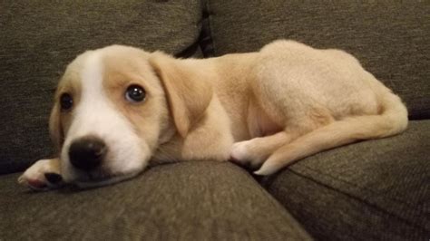 Reddit, meet Crypto, I adopted him today : aww