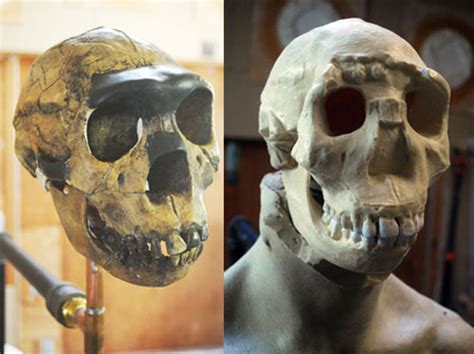 The turkana boy's skeleton defied the odds and survived to provide us with a remarkably complete image of ancestors we previously knew only from isolated fragments of bone. sculpturemoulds: Head Transplant for Hyper Realistic ...