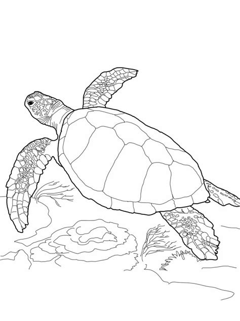 Amongst so many other benefits, it teaches children to focus, it builds motor skills, and it helps them to recognize colors. Free Printable Turtle Coloring Pages For Kids