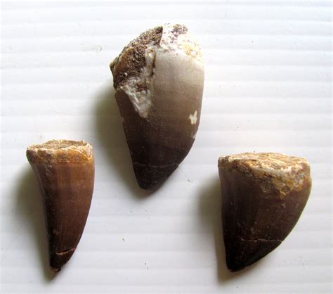 Merk fossil categorie horloges artikelnummer es2997 bandbreedte 18 mm diameter 38 mm dikte kast 11 mm doelgroep dames extra used products maastricht boschstraat 97 6211aw maastricht. Fossil Mosasaur Teeth.jpg - Members Gallery - The Fossil Forum