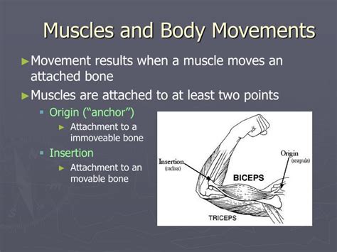 However, it is also possible for body movements to conflict with what is said. PPT - Muscles and Body Movements PowerPoint Presentation ...
