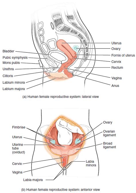 Fertilization of egg also takes place in the fallopian tubes and later the fertilized egg gets implanted in. Anatomy and Physiology of the Female Reproductive System ...