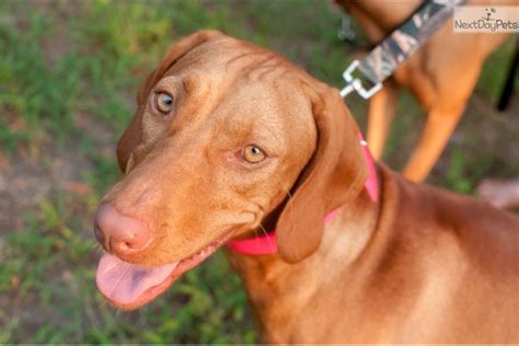 Contact us today to learn more about the availability and cost of vizsla puppies. Vizsla Puppies For Sale Houston Texas : Miller Hill ...