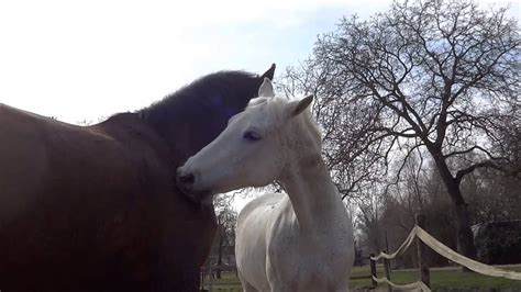 Is a premier facility for you and your horse. Natural horse behaviour: Mutual grooming (VERY NICE CLOSE ...