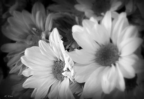 Monochrome for today ~ Can flowers look good in monochrome? — Steemit