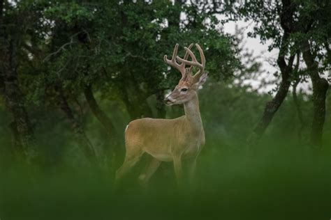 Jan 03, 2011 · there are many ways to find texas deer hunting leases and the most common is to search online. Hunting Lease Guide | Sonora, Texas Chamber of Commerce