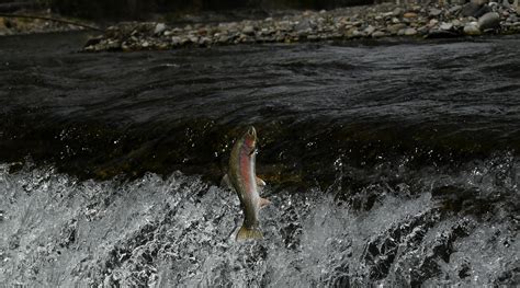 Buck peak is located northeast of buckhorn mountain in the southern lick creek range. leaping_rainbow_trout_big_wood_river_may_2020_cropped.jpg | Idaho Fish and Game