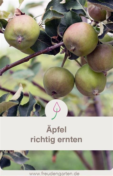 Ernten sie zu früh, fallen die erträge deutlich kleiner aus. Gartentipp fürs Ernten von Äpfeln | Gartentipps ...