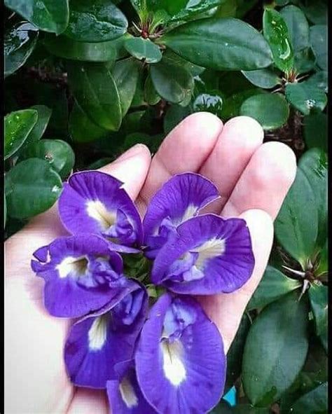 Pengertian tunjung adalah tumbuhan bunga, hidup terapung di air, bunganya (ada yang biru, putih, atau merah) yang berbatang. Ini 19 Khasiat Bunga Telang Yang Ramai Tak Tahu, Elok Untuk Kecantikan & Kesihatan - MyResipi