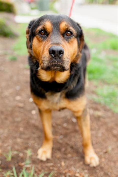 A wide variety of rottweiler puppies options are available to you, such as material, feature, and style. German Shepherd Rottweiler Mix Petfinder | Dog Breeds Picture