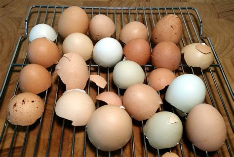 Brew the eggshells with water, let sit overnight and then use. How to Make Eggshell Calcium Powder - Zero-Waste Chef