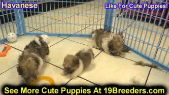 Buy and sell on gumtree australia today! Havanese, Puppies, Dogs, For Sale, In New York, New York ...