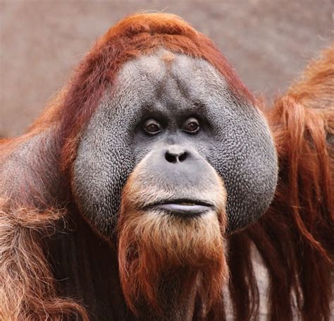 Tapanuliensis) are limited to northern sumatra. Orangutan - Animal Facts and Information