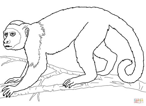 Printable adult africa monkey head coloring page. Realistic Monkey Coloring Pages - Coloring Home