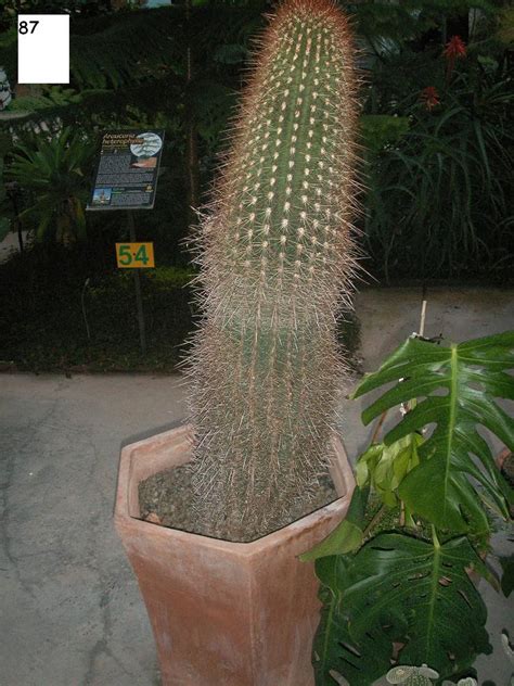 This is a somewhat symbiotic relationship between the plant and the elephant ~ during. 10 IDs cactus y crasas - (85-94)