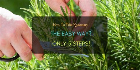 To prune rosemary, clip off the faded flowers, if any. How To Trim Rosemary The Easy Way? Only 5 Steps! (With ...