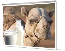 What does it taste like? UPD8 - Camel Milk