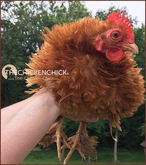 He's saying he's only human. The Chicken Chick®: The Right Way to Hold & Handle a Chicken