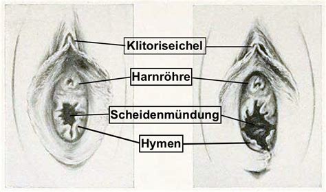 Ab wann sind dann lesben entjungfert? Sieht man das jungfernhäutchen | Das Jungfernhäutchen