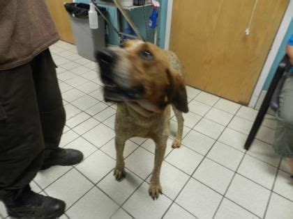 Group homes, emergency shelters, and transitional living centers provide housing on a temporary basis for varying amounts of time. Charleston, WV: M Redtick mix named Bo #33139504 @ Kanawha ...