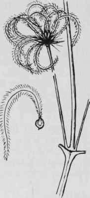 They are mainly of chinese and japanese origin. Clematis L. (Ranunculaceae)