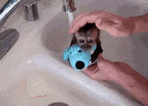Baby monkey bath time (v.redd.it). B