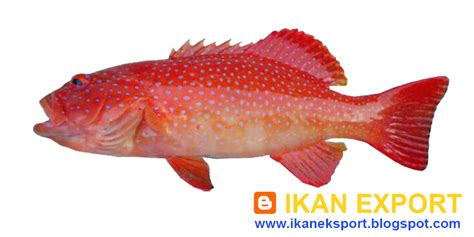 Harga kepala ikan merah mentah. Ikan Eksport: Keterangan SMS Harga Ikan