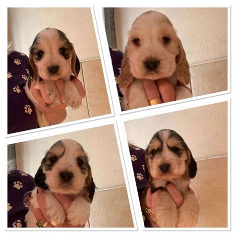 I am just wanting to know how safe it is for babies and pregnant moms. Police appeal after 14 dogs and puppies stolen from Upwell ...