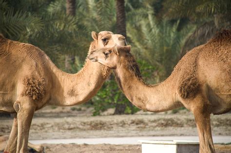 The dromedary camel, also called. My Photography Experience in Bahrain - A Photologue - Team-BHP