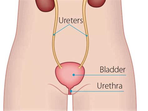 Men are at a higher risk than women of getting bladder cancer. Bladder cancer | Irish Cancer Society