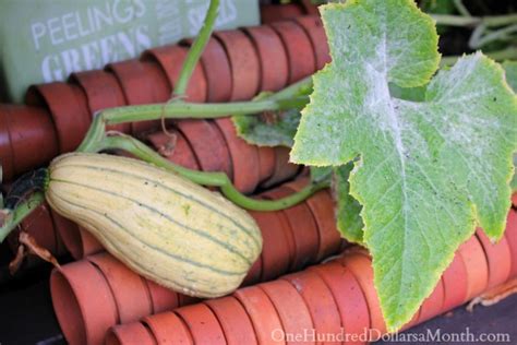 Organic honey boat delicata squash seeds. Mavis Garden Blog - The Squash Report - One Hundred ...