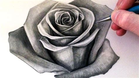 Now that you know how to draw a rose step by step you can try recreating all these drawings. How To Shade A Rose Drawing at GetDrawings.com | Free for ...