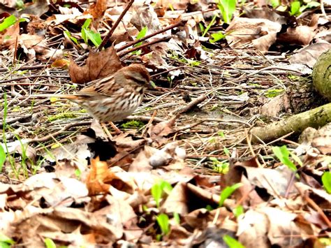 Address, ashbridge's bay park reviews: Bird & Travel Photos, Birding Sites, Bird Information ...