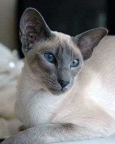 The blue point was the first of these alternate colors. DesertRose,;,Cats,;, | Siamese cats blue point, Oriental ...