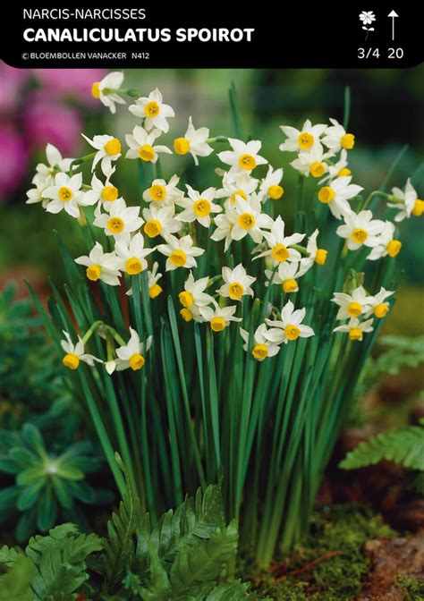 Custom orders & flower club. Narcissus 'Canaliculatus'