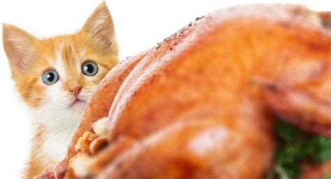 What human food can cats eat, and what not to feed cats. Can Cats Eat Turkey Or Is This Meat Off The Menu?