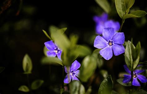 Download free hd wallpapers for your desktop or mobile device. Wallpaper purple, macro, periwinkle images for desktop, section цветы - download