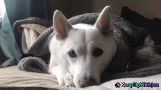 Dancing shiba inu gif 5 gif images download. Download Cute Doge Gif | PNG & GIF BASE