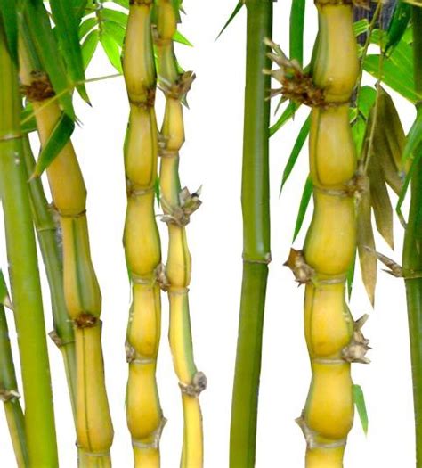 Introduce,tel, fax, email, site, address,products and so on. Buy Bamboo Palm Trees Wholesale Florida Bamboo growers ...